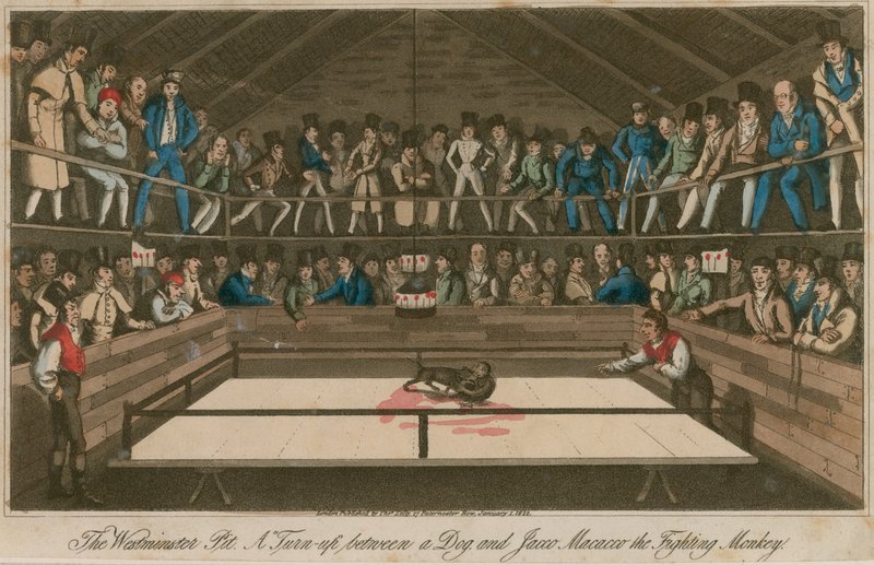 The Westminster Pit: Et opgør mellem en hund og Jacco Macacco, den kæmpende abe af English School
