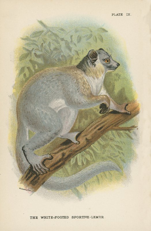 Den hvidfodede Sportive-Lemur af English School