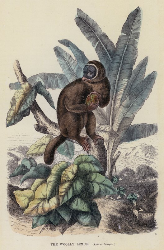 The Woolly Lemur, Lemur laniger (farvet gravering) af English School