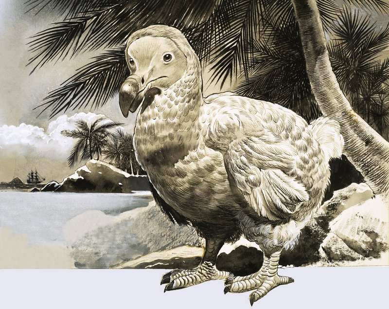 The World of Nature: The Mystery Bird from Mauritius (The Dodo) af English School