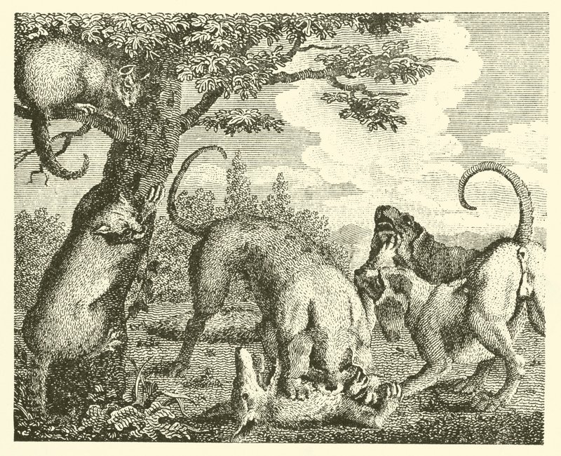 Katten og ræven (kobberstik) af English School