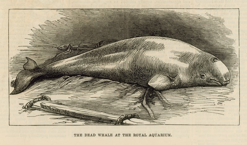 Den døde hval ved Royal Aquarium af English School