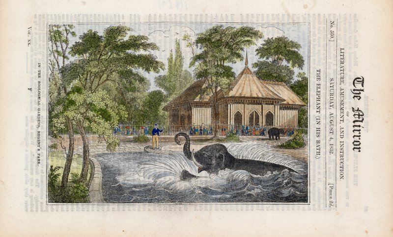 Elefanten i sit bad i zoologisk have i Regents Park af English School