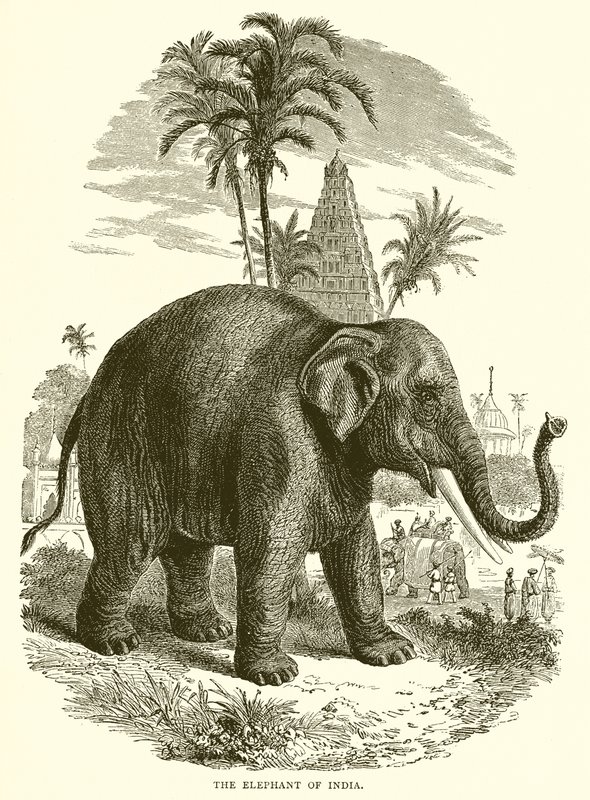Indiens elefant af English School