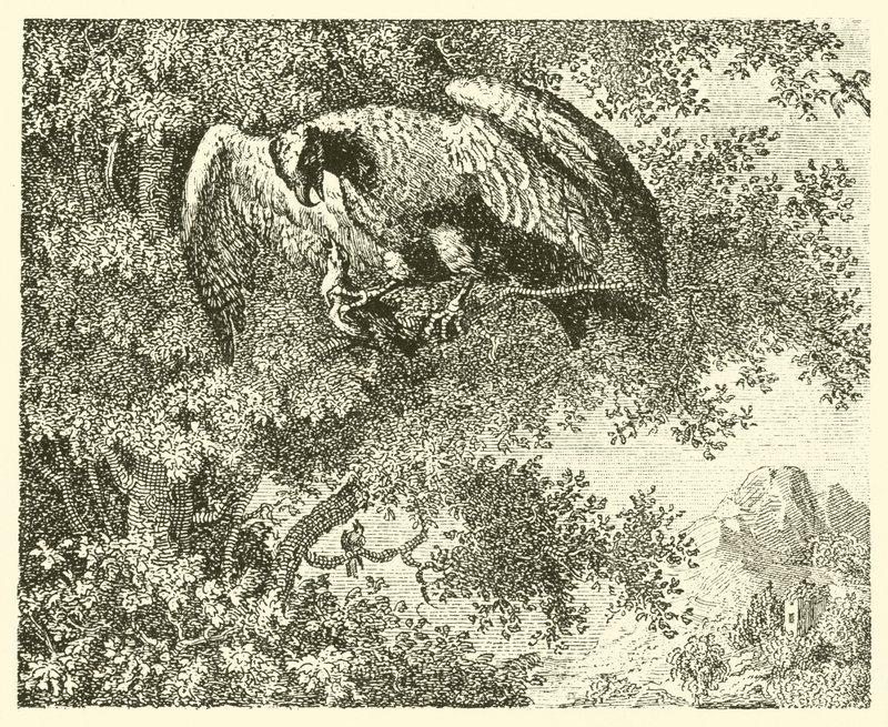Høgen og nattergalen (kobberstik) af English School