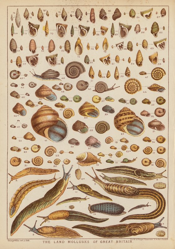 The land mollusks of Great Britain (farvet stik) af English School