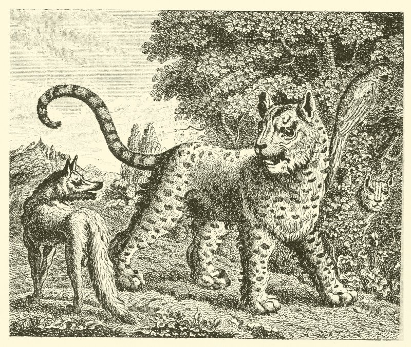 Leoparden og ræven (kobberstik) af English School