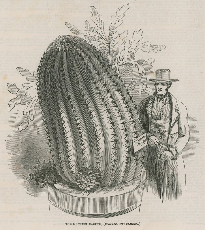 Monsterkaktus (Echinocactus stainesh) ved Royal Gardens, Kew, London af English School