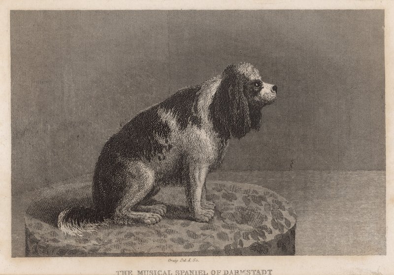 Den musikalske spaniel fra Darmstadt af English School