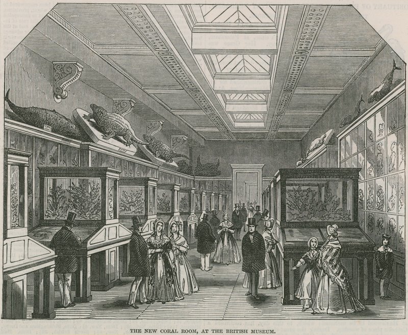 Det nye Coral Room på British Museum af English School