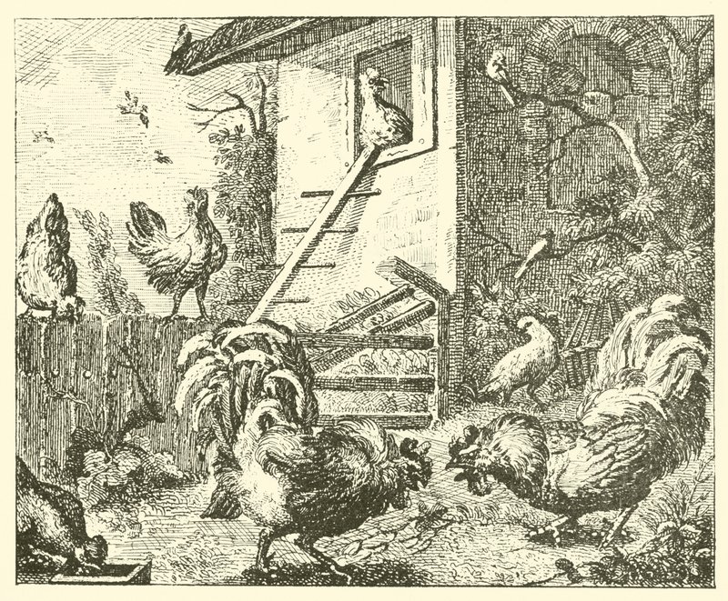Agerhønen og hanerne (kobberstik) af English School