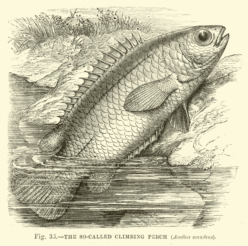 The so-called Climbing Perch, Anabas scandens  af English School
