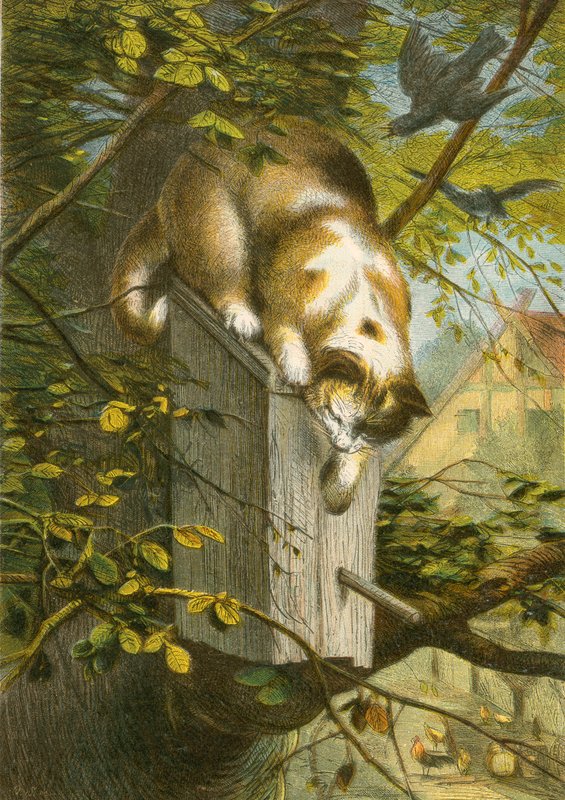 Stæren og dens rede, og katten af English School