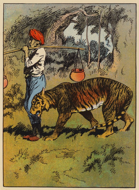 Tigeren gnider sig mod mandens ben (farve litho) af English School