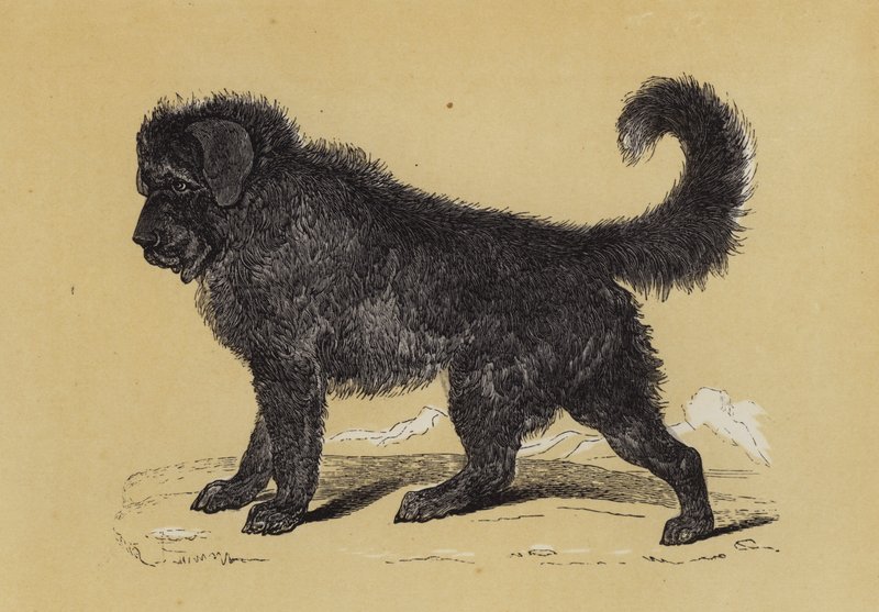 Thibet-hund (farvelitografi) af English School
