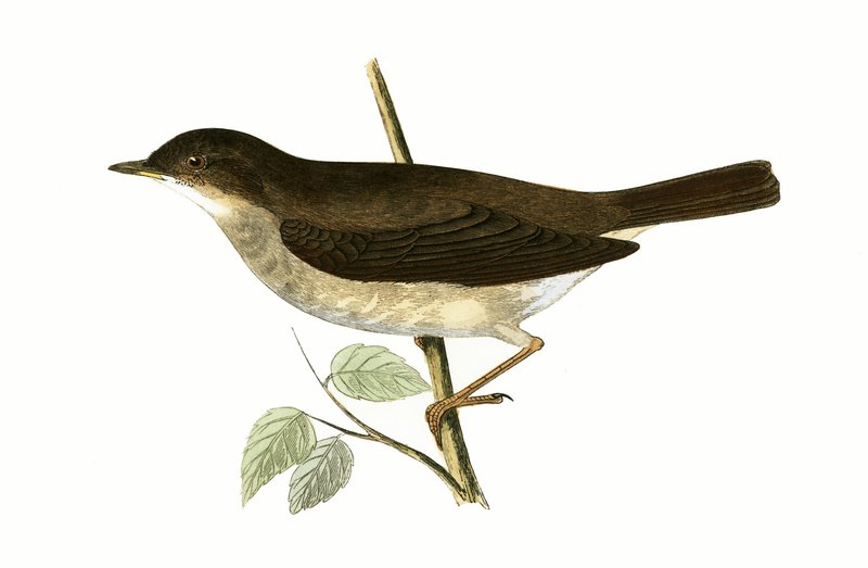 Thrush Nightingale, illustration fra 