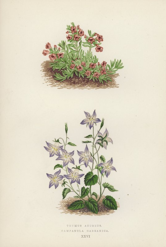 Thymus azureus; Campanula garganica (farvelitografi) af English School