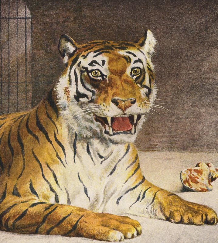 Tiger (farvelitografi) af English School