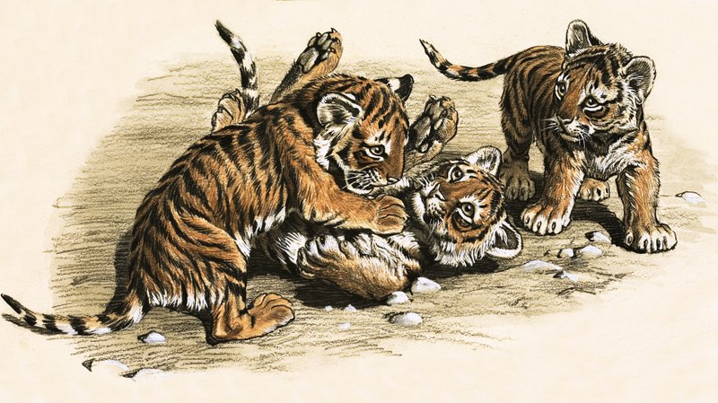 Tiger unger af English School