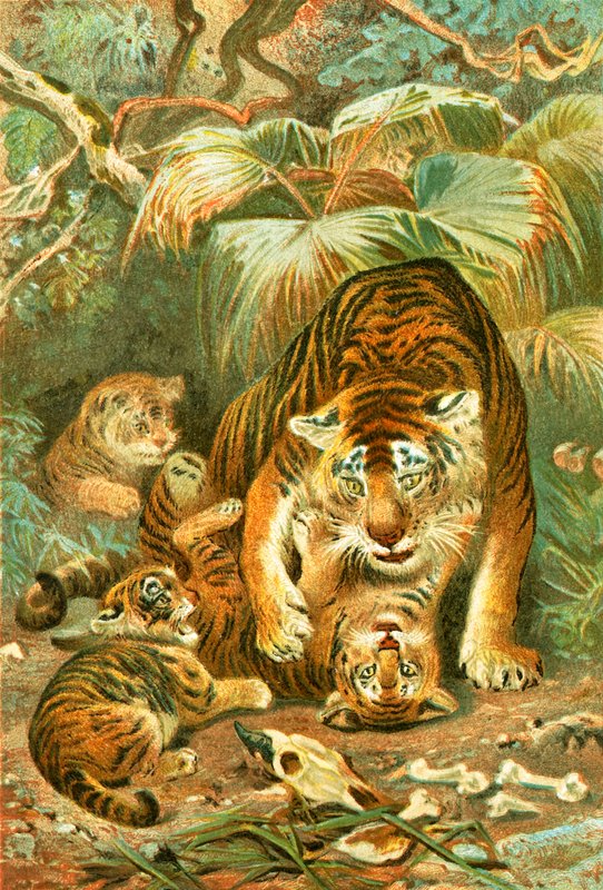 Tigress og unger af English School