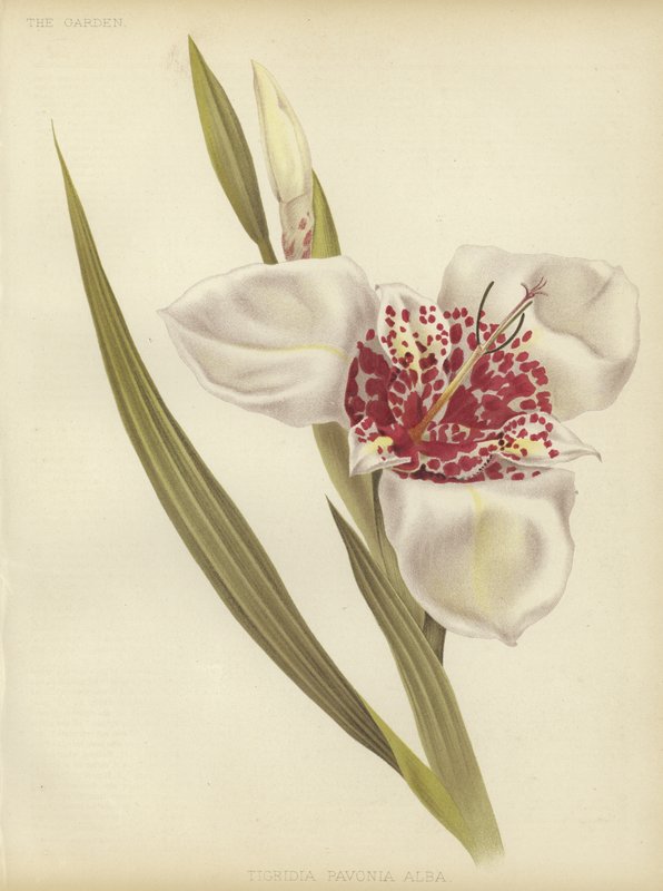 Tigridia pavonia Alba af English School