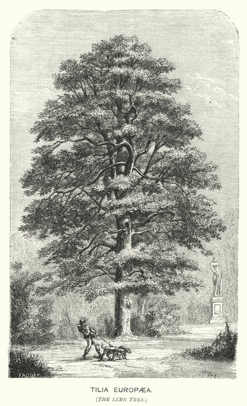 Tilia Europaea, The Lime Tree (gravering) af English School