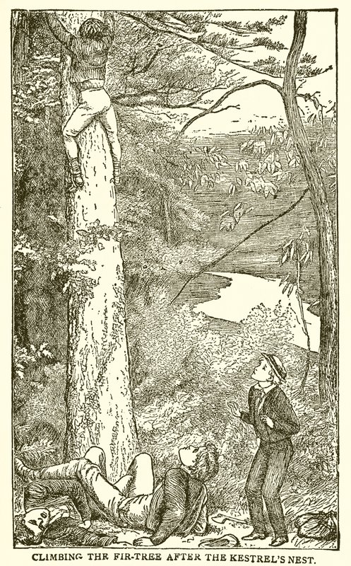 Tom Browns skoledage af English School