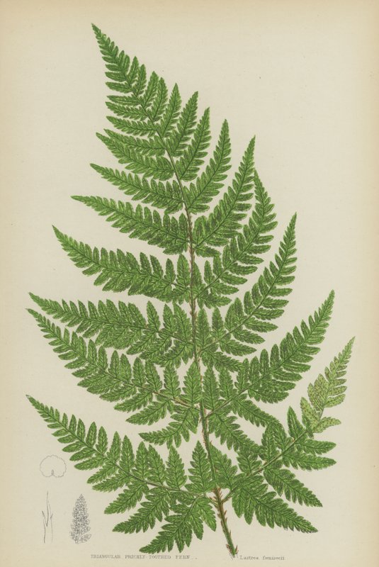 Trekantet stikkende tandbregne (farve litho) af English School