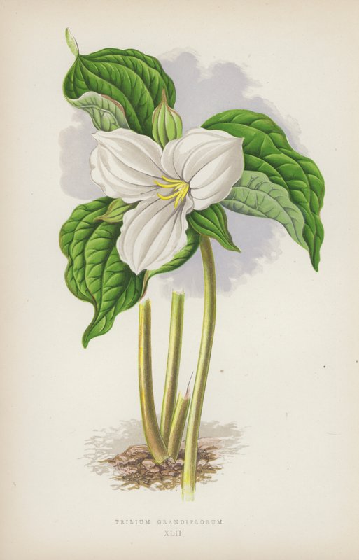 Trillium grandiflorum (farve litho) af English School