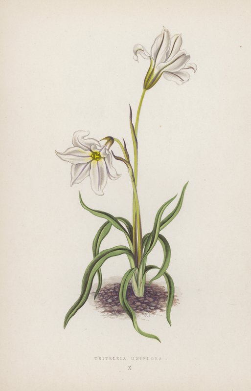 Triteleia Uniflora (farvelitografi) af English School