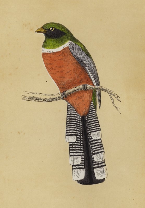Trogon (farve litho) af English School