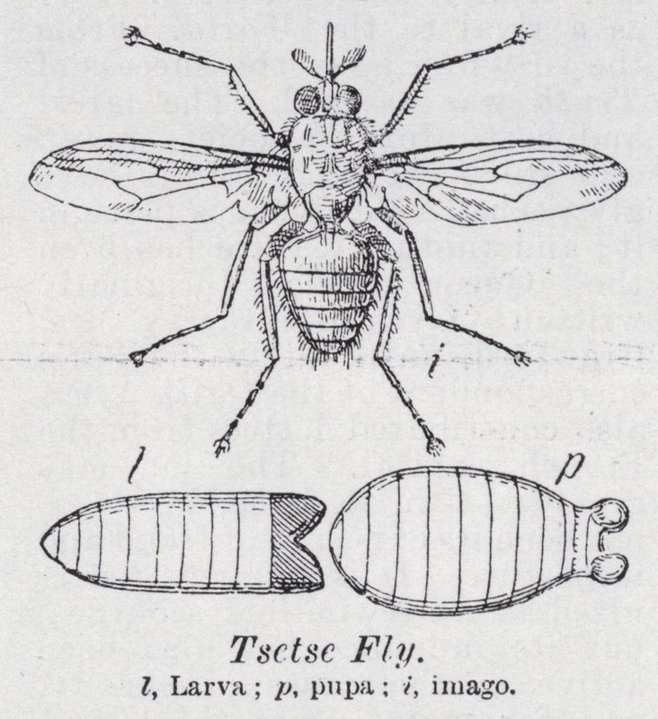 Tsetse flue (litho) af English School