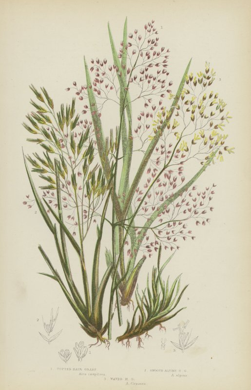 Tufted Hair Grass, Smooth Alpine Hair Grass, Waved Hair Grass (farvelitografi) af English School