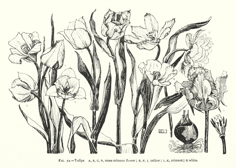 Tulipaner; samme crimson blomst; gul; karmosinrød; hvid (gravering) af English School