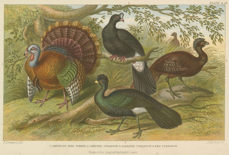 Kalkun og curassows (farvet gravering) af English School