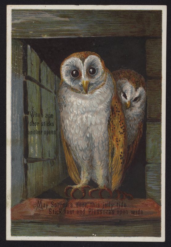 To ugler kigger ud af en døråbning (chromolitho) af English School