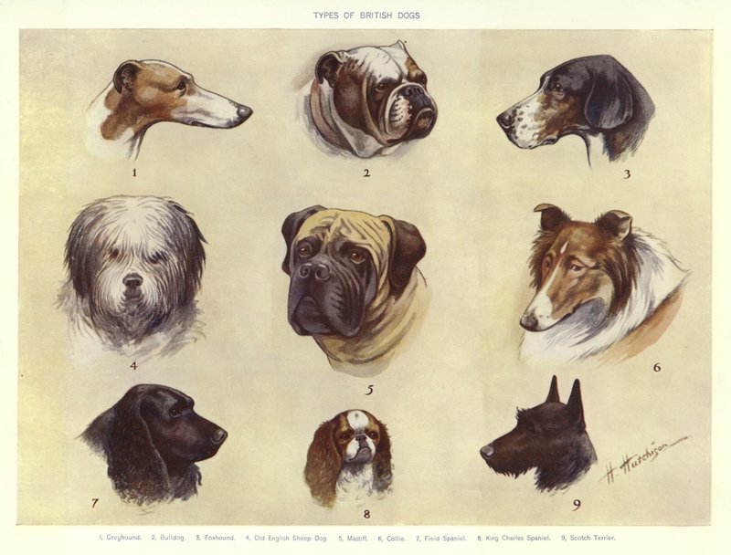 Typer af britiske hunde af English School