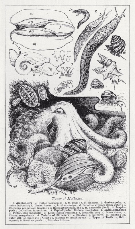 Typer af bløddyr (litho) af English School
