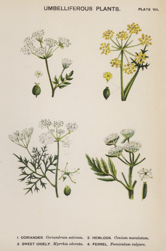 Skærmagtige planter (farve litho) af English School