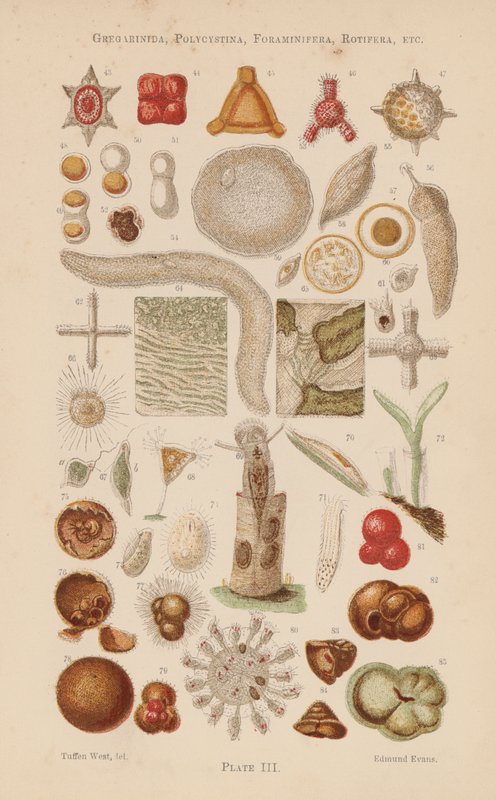 Under mikroskopet: Gregarinida, Polycystina, Foraminifera, Rotifera, etc. (farvelitografi) af English School