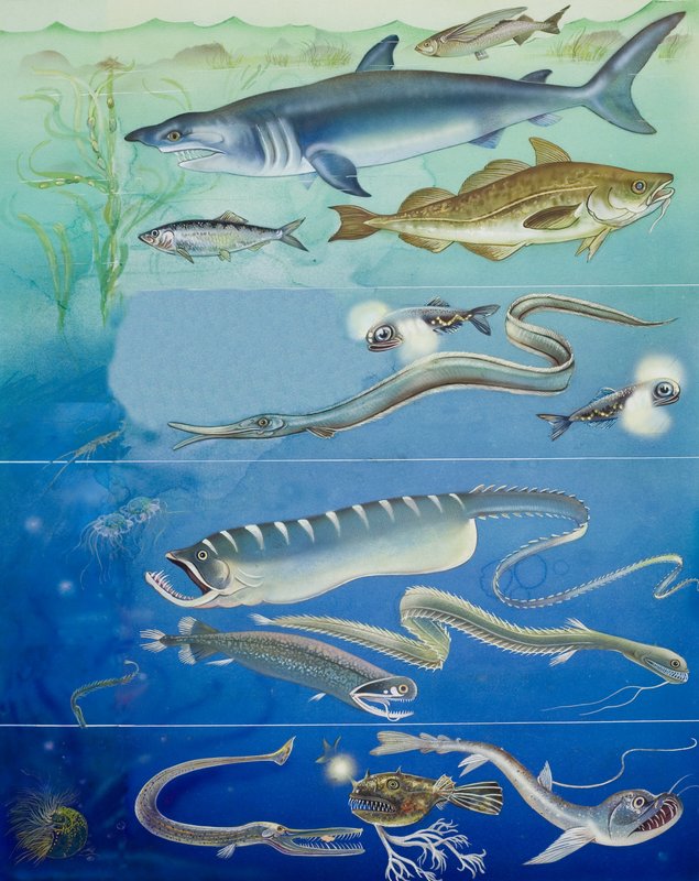 Montage af undervandsdyr (gouache på papir) af English School