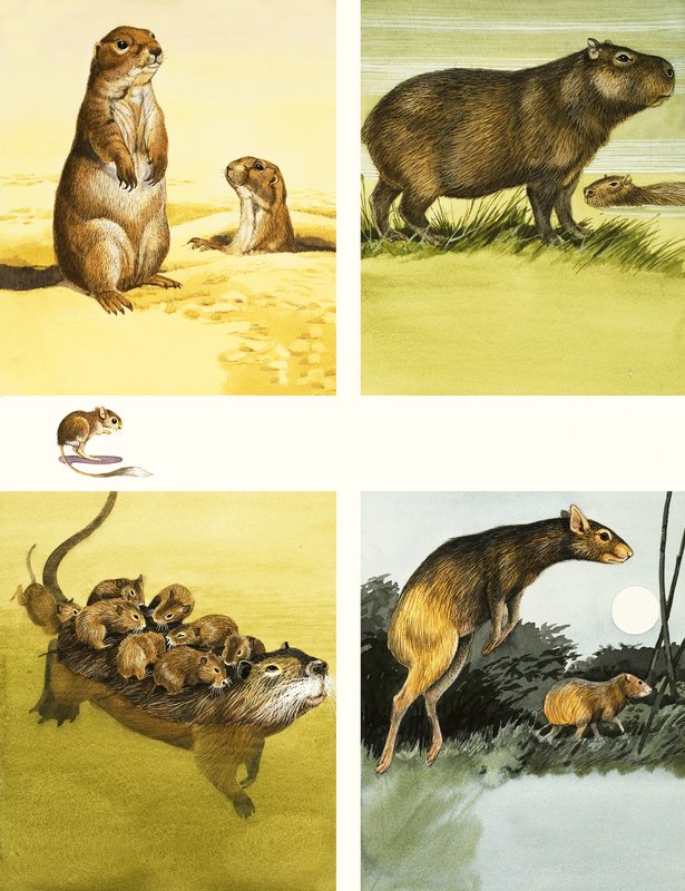 Uidentificerede dyr montage inklusive coypu af English School