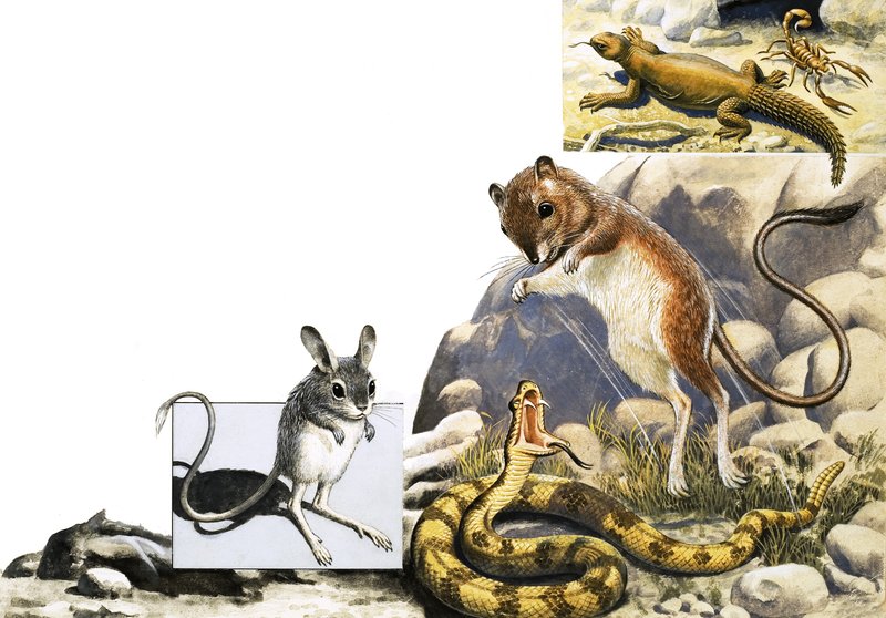 Uidentificerede dyr montage med jerboa, slange og skorpion af English School
