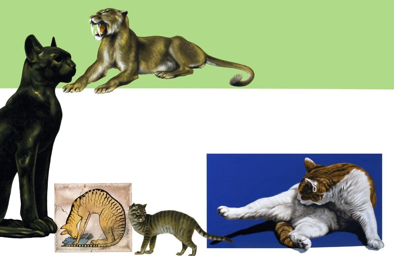 Uidentificerede katte gennem tidernes montage af English School
