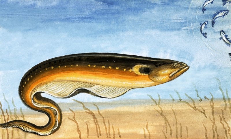 Uidentificeret fisk af English School