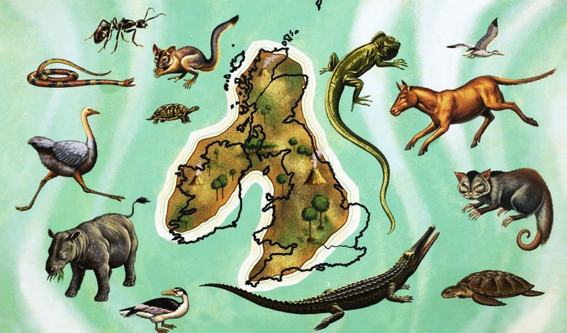 Uidentificeret montage af dyr omkring kort over Storbritannien af English School