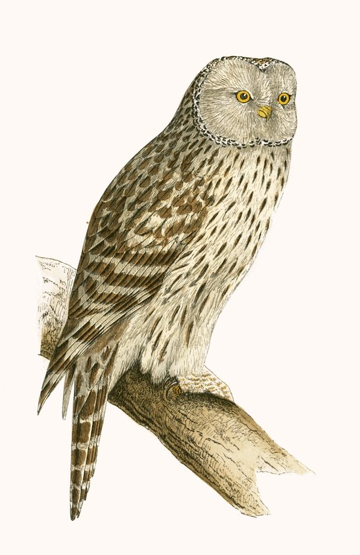 Uralugle, illustration fra "A History of the Birds of Europe Not Observed in the British Isles" af Charles Robert Bree (1811-86), udgivet i 1867 af English School