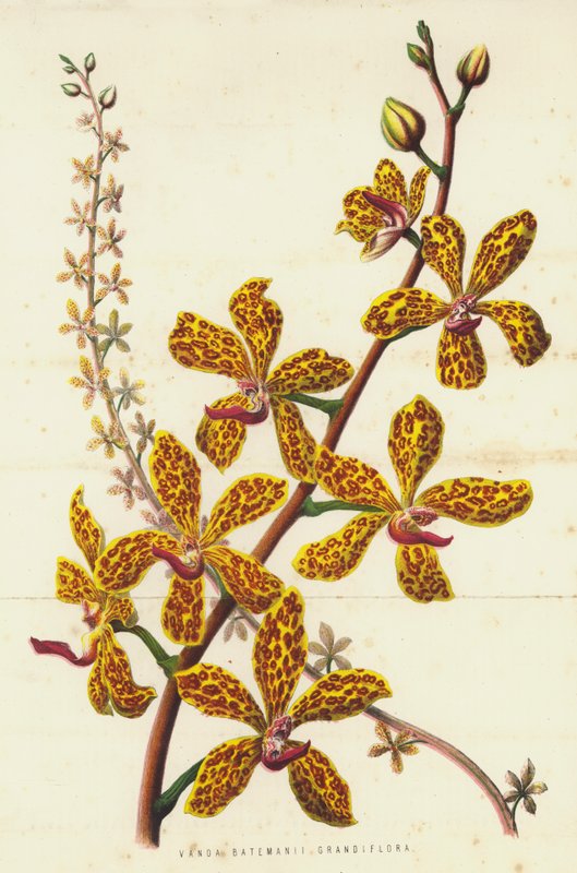 Hundred Batemani grandiflora (med cromoly) af English School