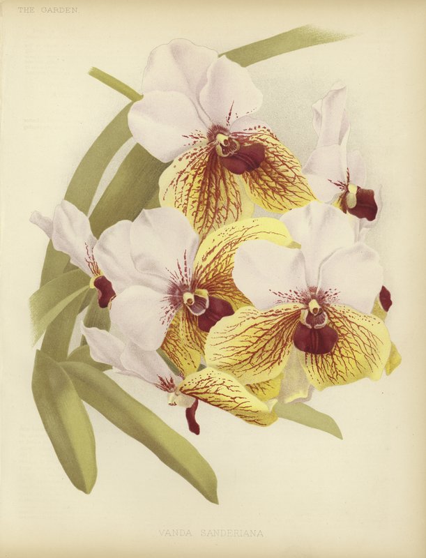 Vanda sanderiana af English School