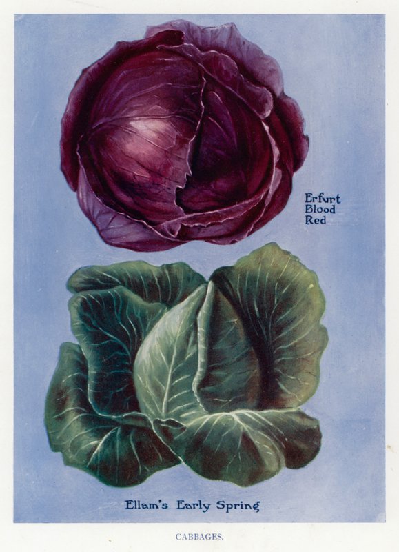 Grøntsagsavlervejledning: Kål (farve litho) af English School